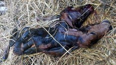 Con bê có hai đầu ở Quảng Nam khiến cả làng sửng sốt