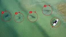 Đứng tim giây phút 5 con cá mập dàn trận ‘vây hãm’ một cô gái