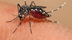 Các bước phòng tránh virut zika cho phụ nữ mang thai