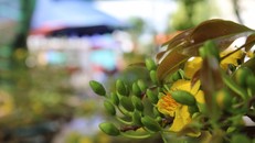 Cận cảnh cây mai cổ thụ 100 tuổi giá 2 tỷ ở Đà Nẵng