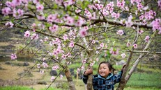 Miền Bắc mưa rét kéo dài đến 29 Tết