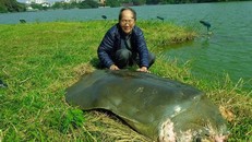 Chuyên gia quốc tế phản đối đưa rùa Đồng Mô về Hồ Gươm