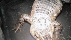 Người đàn ông bí mật nuôi cá sấu làm thú cưng suốt 26 năm