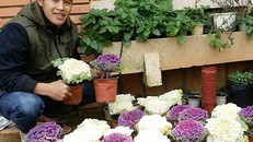 Sản vật ngày tết: Đưa rau vào chậu kiểng