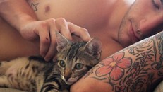 Mèo đã được thuần hóa thành vật nuôi như thế nào?