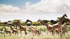 Thông tin tiếp về Vinpearl Safari