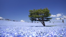 Vẻ đẹp thiên đường hoa ở công viên Hitachi Seaside Nhật Bản