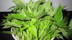 Tác dụng chữa bệnh không ngờ của rau khoai lang