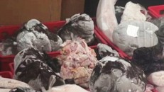 Thu giữ hàng tấn thịt đông lạnh 35 năm sắp ‘tung ra’ thị trường