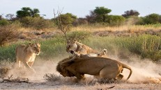 Sư tử cái ghen tuông, trút cơn thịnh nộ lên bạn tình