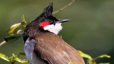 Truy tố 2 thanh niên trộm chim chào mào của Giám đốc Sở 30 tuổi