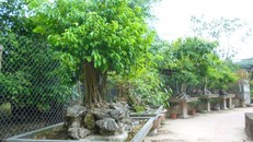 Đại gia rứt ruột bán rẻ siêu cây trả nợ trước Tết