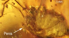 Phát hiện nhện 99 triệu năm tuổi trong tư thế giao phối