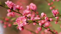 Hôm nay ngày mùng 1 Tết, Bắc – Trung Bộ nắng trên 23 độ C