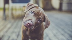 Vì sao chó hay nghiêng đầu khi lắng nghe con người tâm sự?