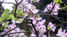 Ghé thăm những cung đường rực rỡ hoa ban giữa lòng Hà Nội