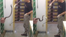 Cho rắn ăn, nghề nguy hiểm nhất thế giới? [VIDEO]