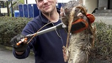 Kinh hãi phát hiện chuột khổng lồ dài 1,2m, nặng 11kg ở Anh