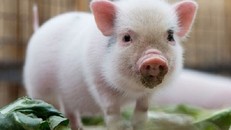 Kì diệu cậu bé mù nhìn thấy trở lại nhờ... mắt lợn