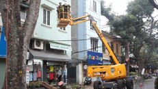 Hà Nội: Bán đấu giá gỗ, củi từ cắt tỉa cây xanh 