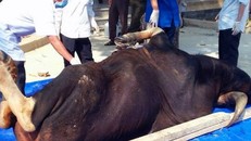 Thêm một con bò tót quý hiếm 10 năm tuổi chết ở rừng Mã Đà