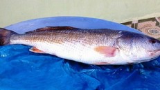 Lạ kỳ cá sủ vàng nặng 9kg trị giá cả tỷ đồng tại Bà Rịa-Vũng Tàu