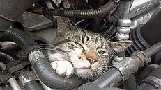 Mèo sống sót sau nhiều giờ bị hun nóng trong động cơ ô tô