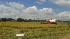 GS Võ Tòng Xuân bày cách làm giàu trên cánh đồng ngập mặn