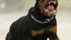 Những chú chó 'quý tộc' và màn trả ơn hãi hùng