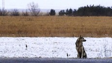 Chó ngồi im chờ đợi suốt 2 năm tại nơi chủ qua đời