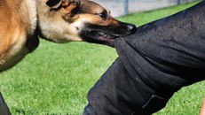 5 giống chó cực hung dữ, nguy hiểm đối với người nuôi