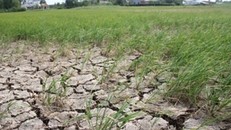 Dân điêu đứng trước nạn hạn hán, ngập mặn kéo dài