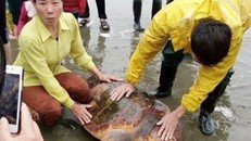 Từ chối lời đề nghị 300 triệu, ngư dân thả rùa quý về với biển