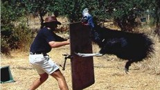 Có một loài chim không bao giờ bay nhưng cực nguy hiểm