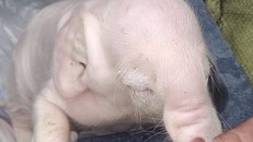 Lợn có hình dạng quái dị, có vòi và tai to giống hệt voi