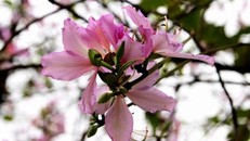 Hoa sưa, hoa ban nở trắng trời Hà Nội