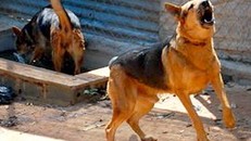 Thanh Hóa: Thai phụ tử vong do bị chó dại cắn