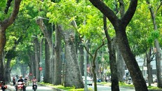 Không đốn hạ hàng sọ khỉ cổ thụ ở trung tâm Sài Gòn