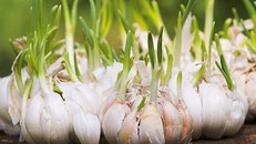 Công dụng tốt như 'vàng mười' của tỏi mọc mầm