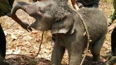 Giải cứu thành công chú voi rừng 2 tháng tuổi bị rơi xuống giếng