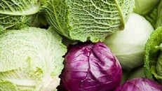 Tác dụng tuyệt vời của bắp cải ai cũng nên biết