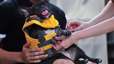 Cuộc sống 'vương giả' của chó, mèo ở khách sạn 5 sao Singapore