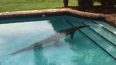 Phát hoảng vì cá sấu hơn 1 tạ nằm chình ình dưới bể bơi