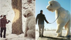 Những con chó khổng lồ đang 'gây bão' trên Instagram