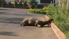 Trâu ‘điên’ gần 200 kg xổng chuồng húc 3 người bị thương