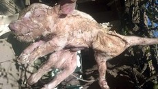 Kỳ lạ đàn lợn con chào đời 8 chân, 2 mõm