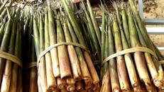 Mùa măng sặt Tây Bắc