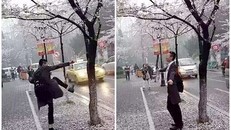 Bị bắt vì đạp cây, tạo 'mưa' hoa anh đào chụp ảnh tự sướng