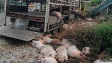 Chùm ảnh: Gần 100 con heo nằm chết la liệt sau vụ tai nạn