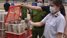 Hà Nội: Thu giữ hàng loạt chim bồ câu và bột gia vị bẩn từ TQ